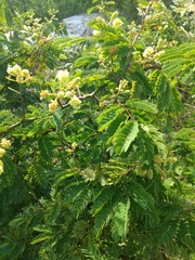Mimosa malacophylla