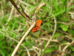 Edessa rufomarginata