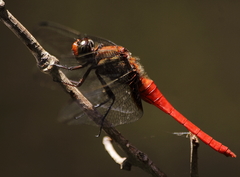 Orthetrum testaceum soembanum