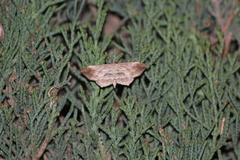 Arcobara perlineata