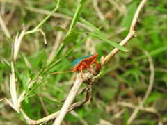 Edessa rufomarginata