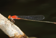 Pseudagrion pilidorsum declaratum