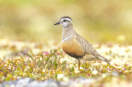 Eurasian Dotterel (Eudromias morinellus), photo 10