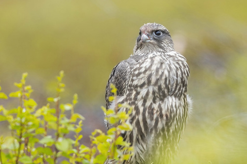 Halcón gerifalte (Falco rusticolus)