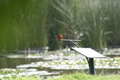 Pyrocephalus rubinus