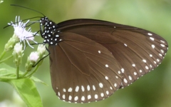 Euploea klugii