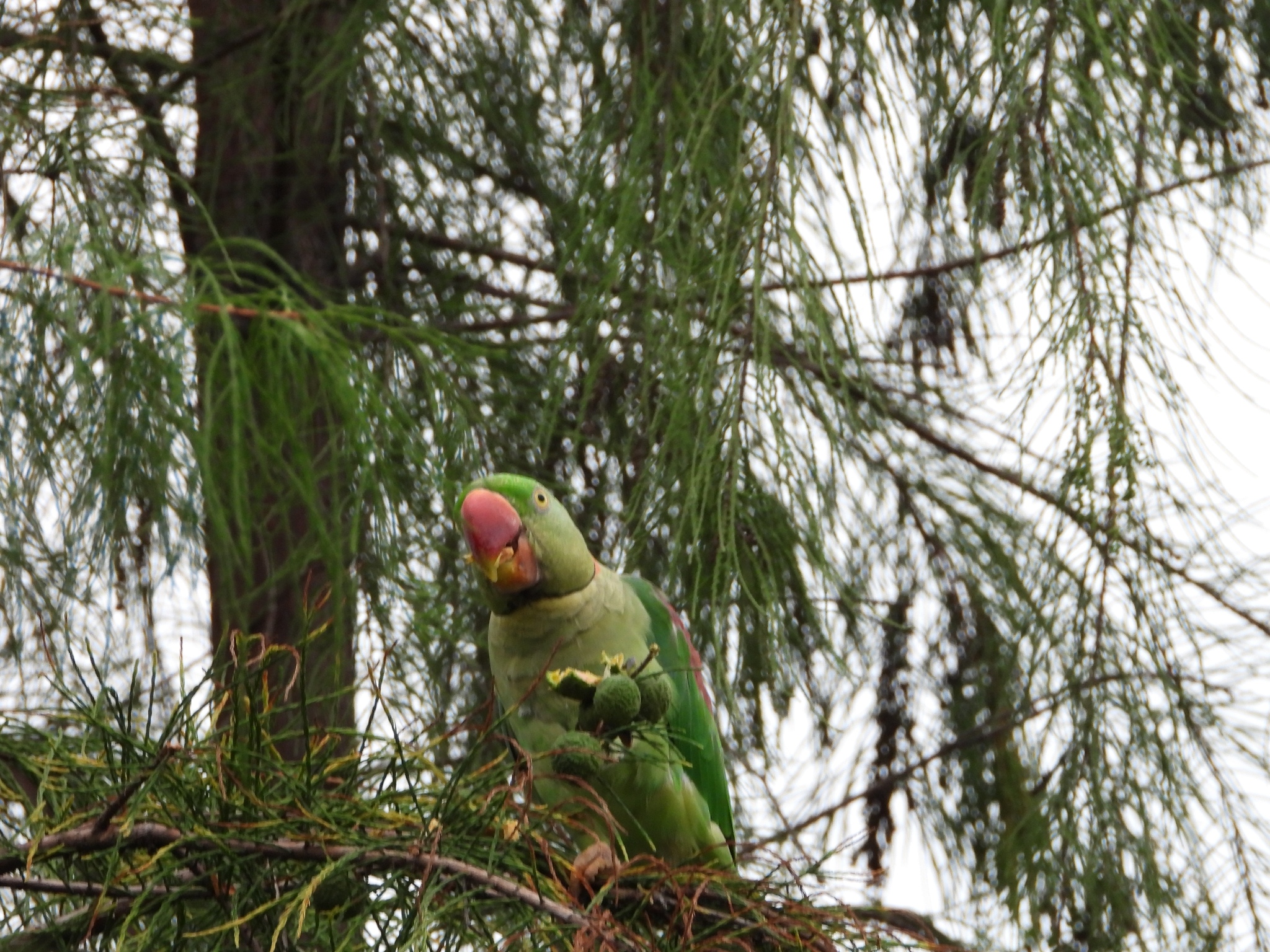 Alexandrine Parakeet