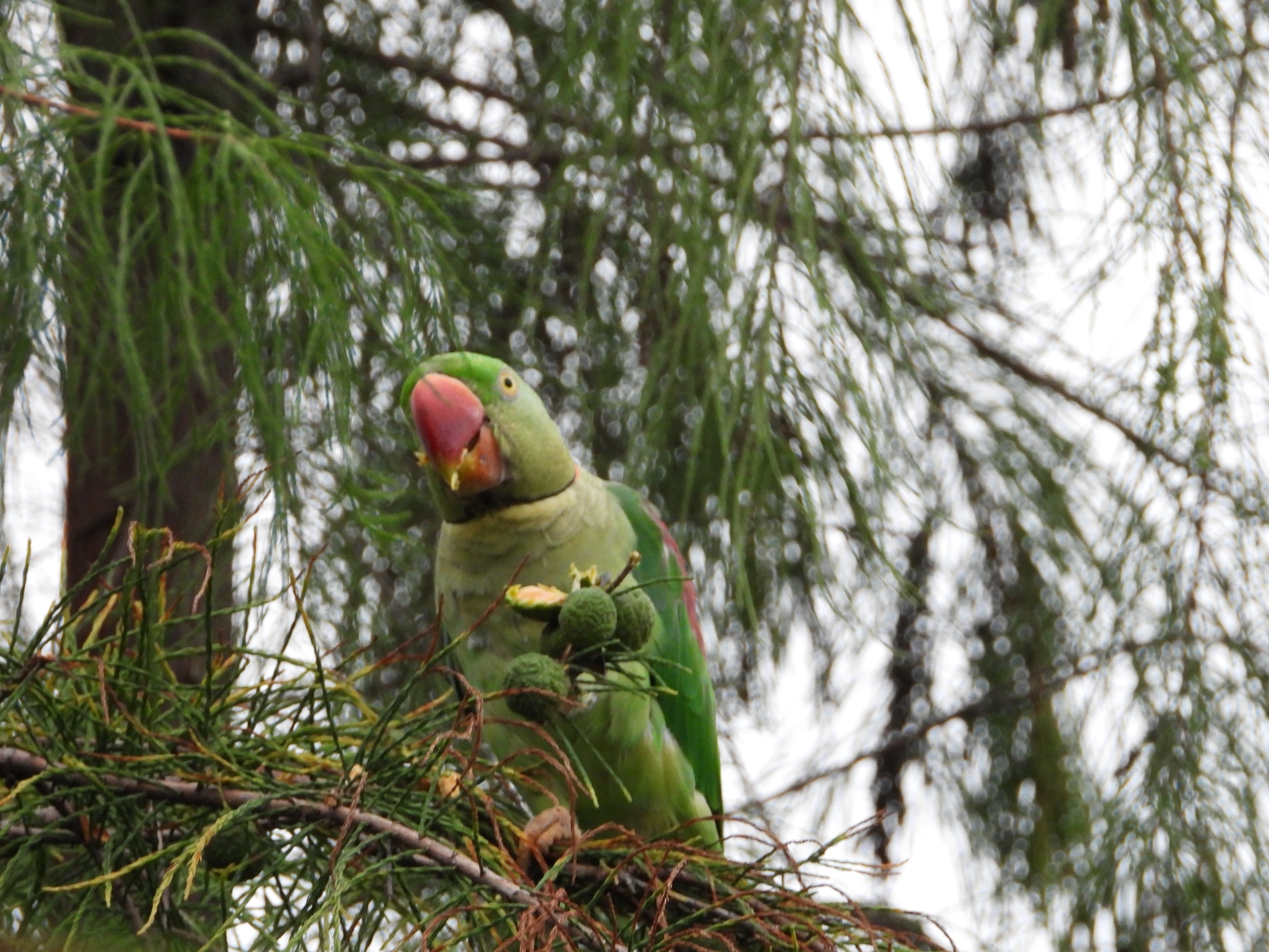 Alexandrine Parakeet