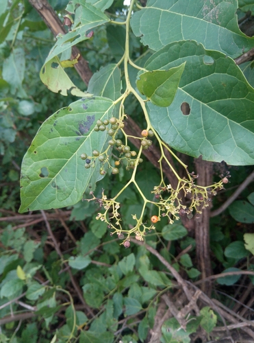 Ehretia cymosa observed 2025-08-06