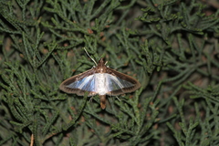 Diaphania hyalinata