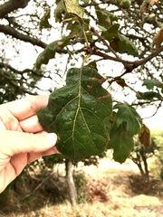 Quercus × ganderi