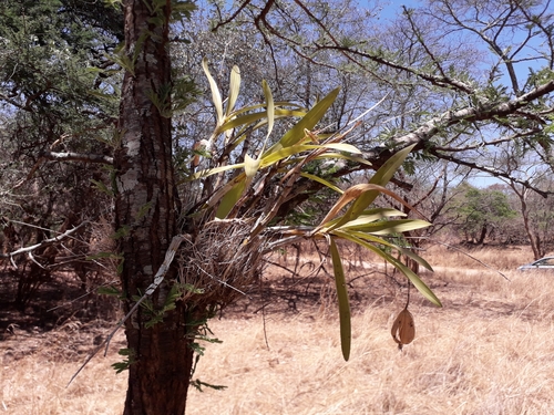 Ansellia africana image