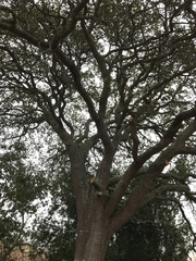Quercus × ganderi