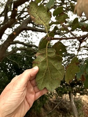Quercus × ganderi