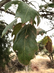 Quercus × ganderi