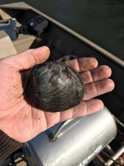 Reginaia ebenus