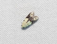 Tracholena sulfurosa