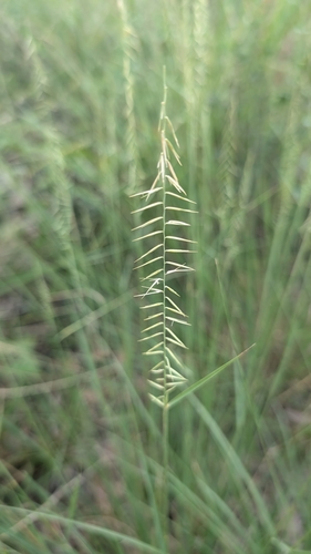 Oneflower Grama (Bouteloua uniflora)