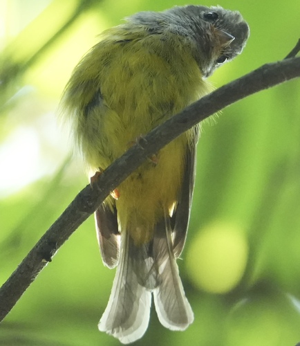 Grey-headed Canary-Flycatcher