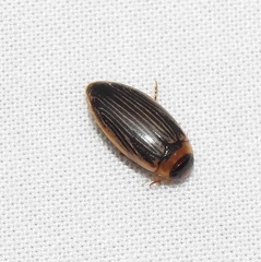 Lancetes lanceolatus