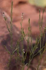 Polygala scoparioides