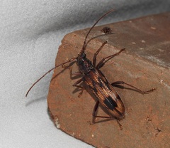 Phoracantha synonyma