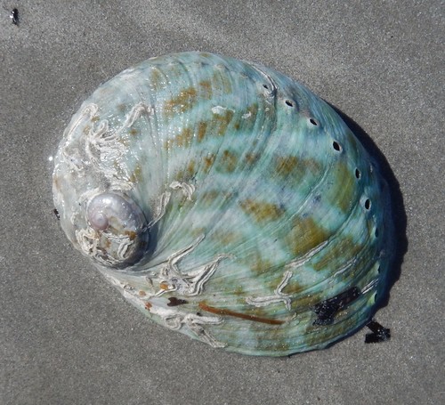 Haliotis laevigata Donovan, 1808