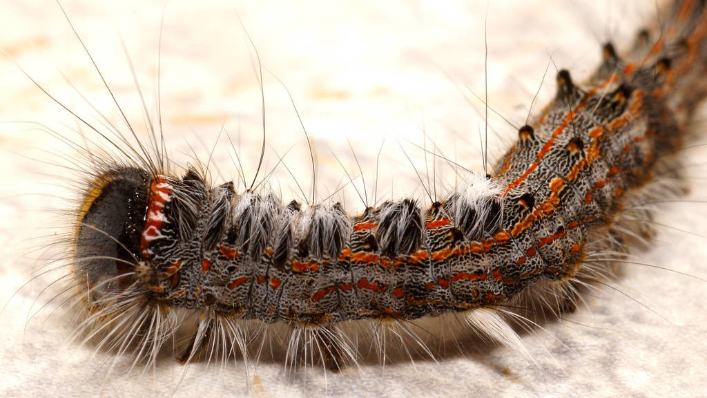 Pernattia chlorophragma