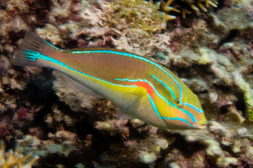 Redshoulder Wrasse (Fish of Randwick Council costal area: Coogee Beach ...