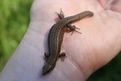 Zootoca vivipara