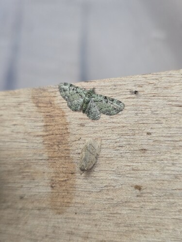 Green Pug, Pieterburen, Netherlands, photo 9 of 10