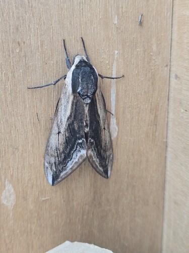 Photo of Privet Hawkmoth (Sphinx ligustri)