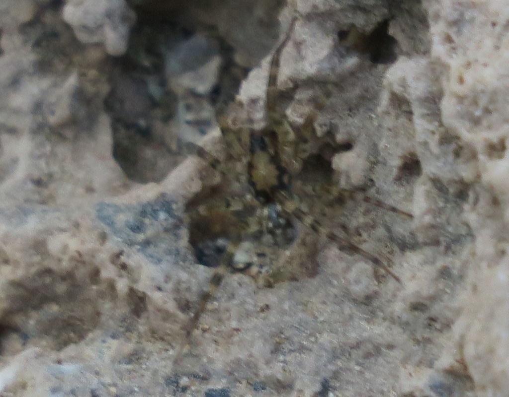 Arctosa formosa