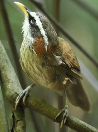 Streak-breasted Scimitar-Babbler
