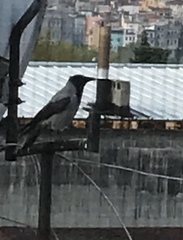 Corvus cornix
