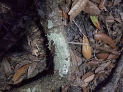 Pseudoparmelia uleana