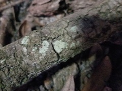 Pseudoparmelia uleana