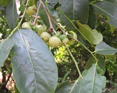 Diospyros montana