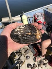 Arcidens confragosus