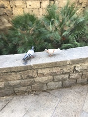 Columba livia domestica