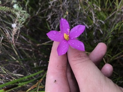 Chironia jasminoides