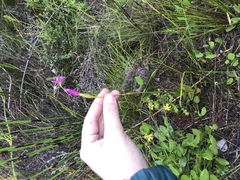 Chironia jasminoides