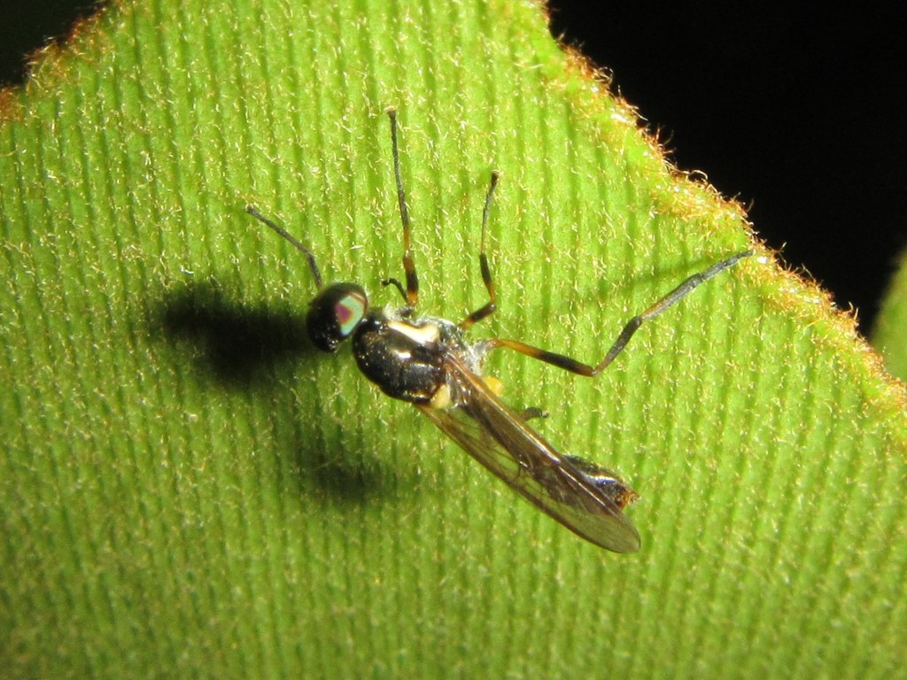 Lagenosoma propinquum