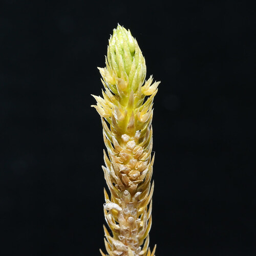 Huperzia X josephbeitelii