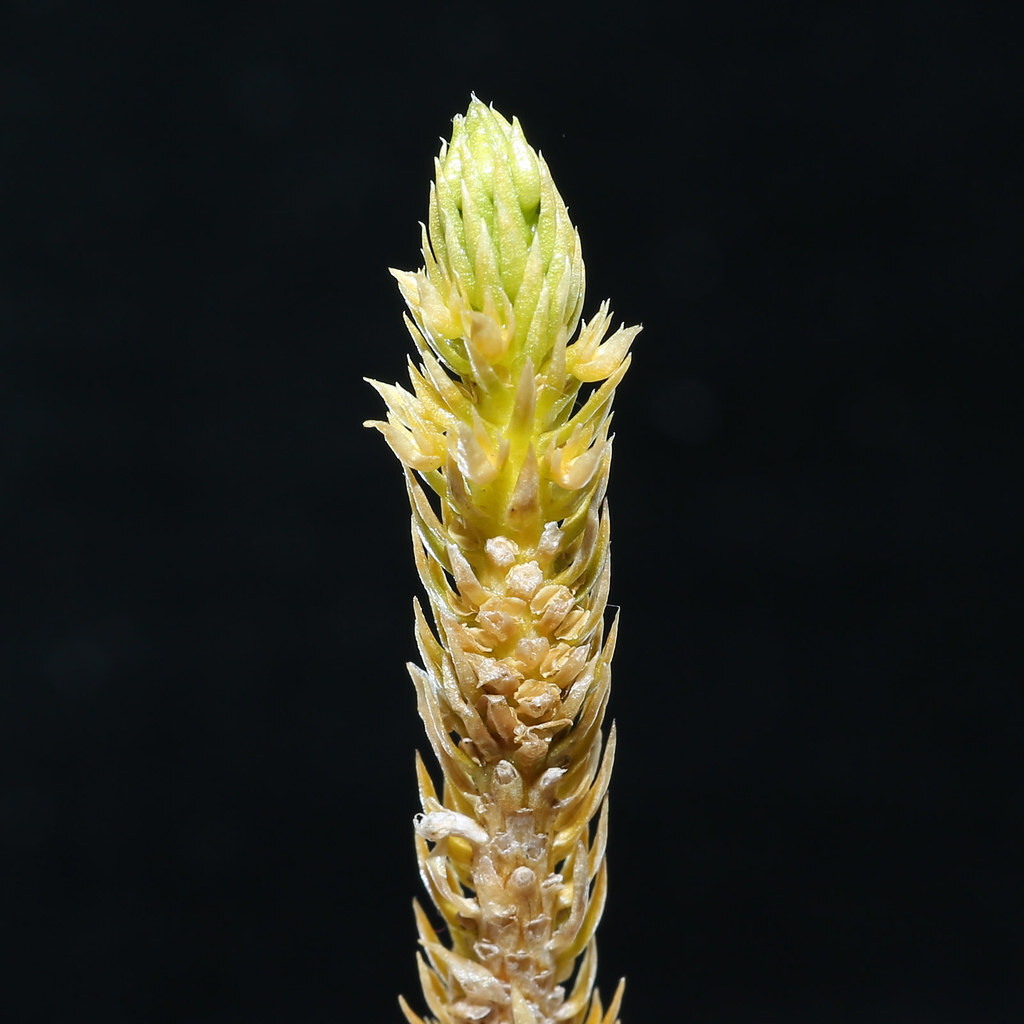 Huperzia X josephbeitelii