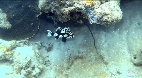 Plectorhinchus chaetodonoides