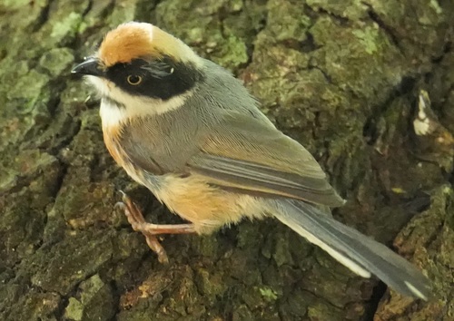 Black-throated Tit