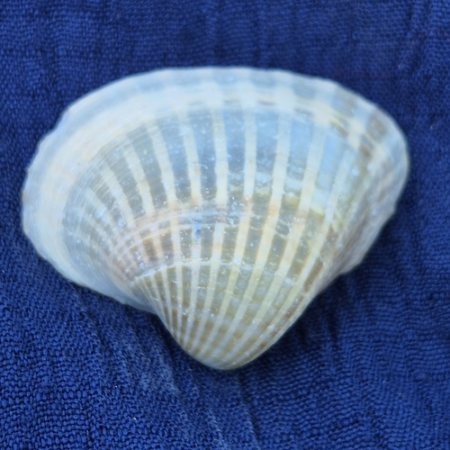 Didacna trigonoides