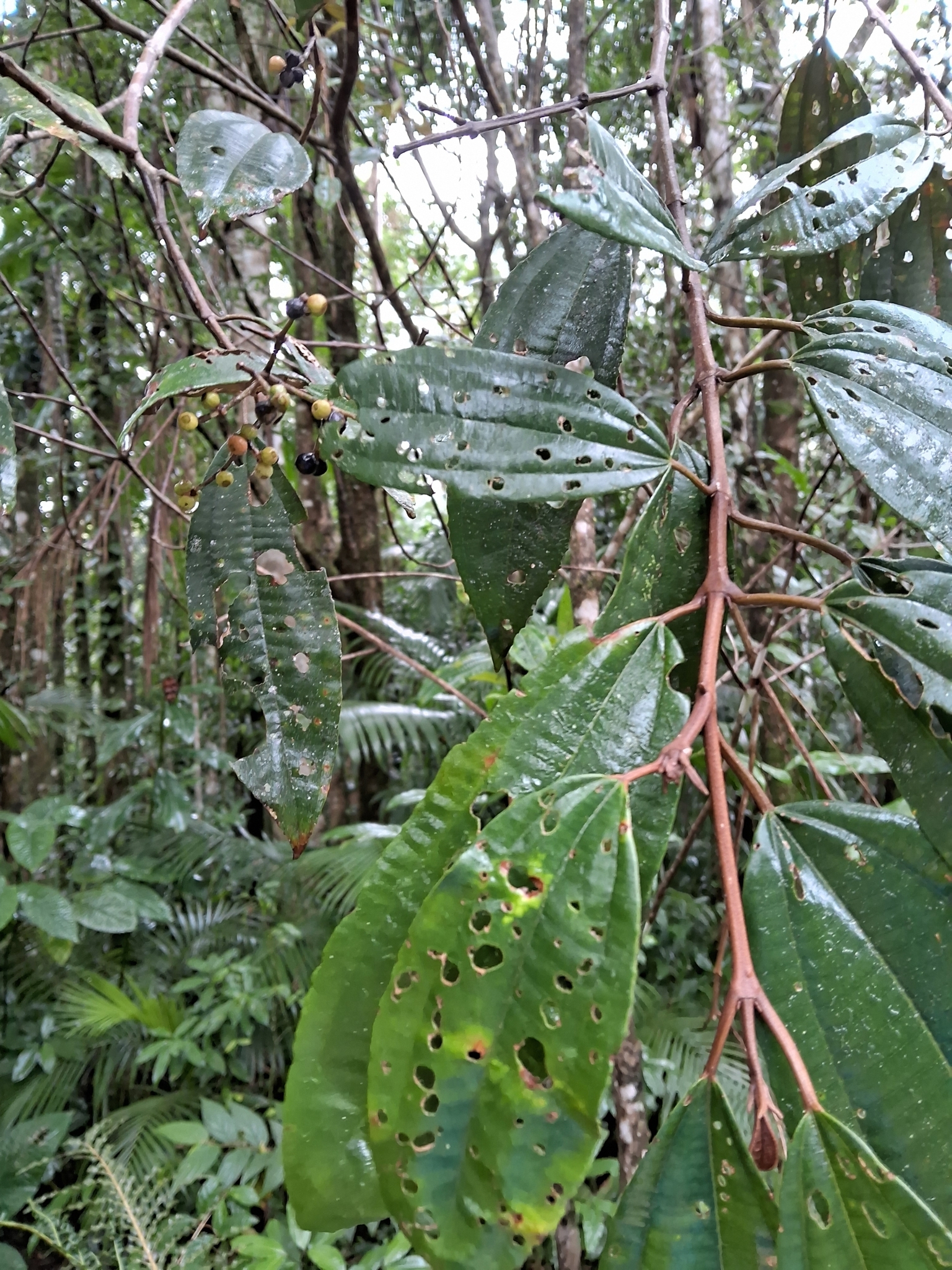 Miconia cinerascens