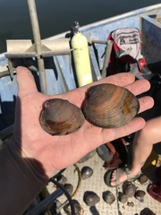 Ellipsaria lineolata